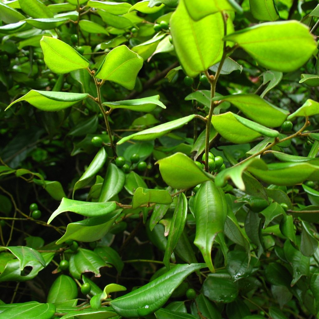 Lindera Strychnifolia Root Extract ingredient spotlight for jogonglabs Amino Acid Cleanser