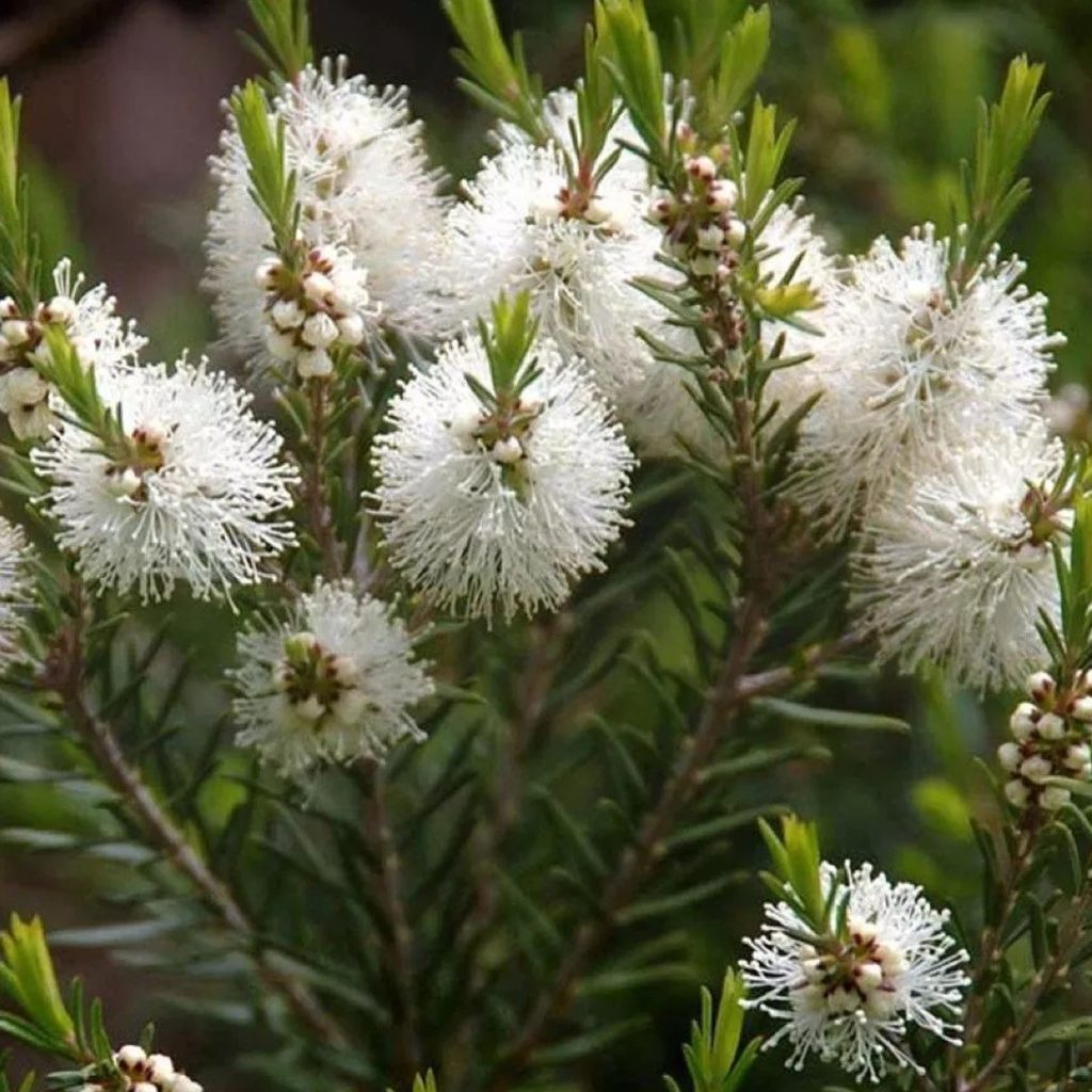 Melaleuca Alternifolia 叶水 ingredient spotlight for jogonglabs Australian Tea Tree Hydrosol