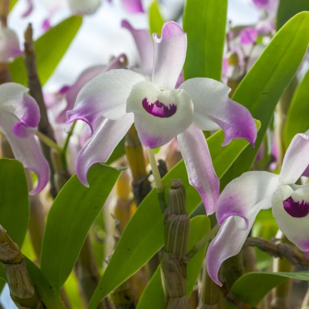 Dendrobium Officinale Stem Extract ingredient spotlight for jogonglabs Dendrobium Repair Face Cream