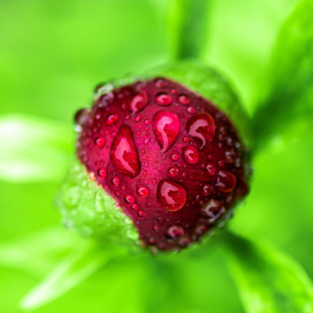 Peony seed image for jogonglabs Firming Botanical Face Oil