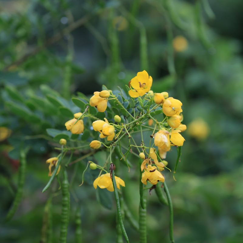 Astragalus image for jogonglabs Firming Day Cream