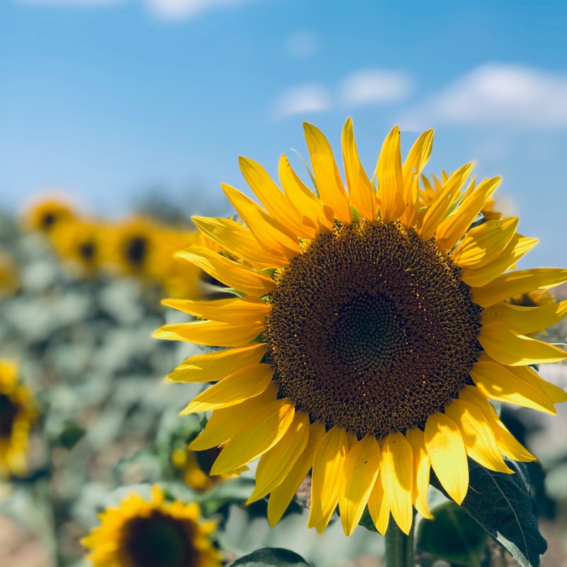 Sunflower image for jogonglabs Firming Repair Serum