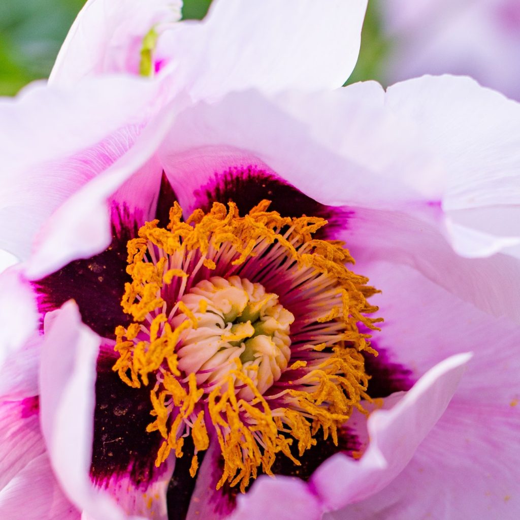 Paeonia Suffruticosa Seed Oil ingredient spotlight for jogonglabs Five Elements Brightening Face Oil