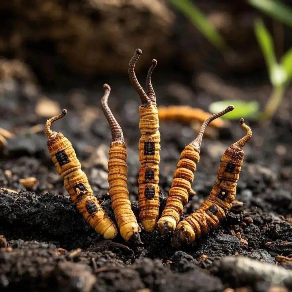 Cordyceps Sinensis Extract ingredient spotlight for jogonglabs Five Elements Ginseng Day Cream