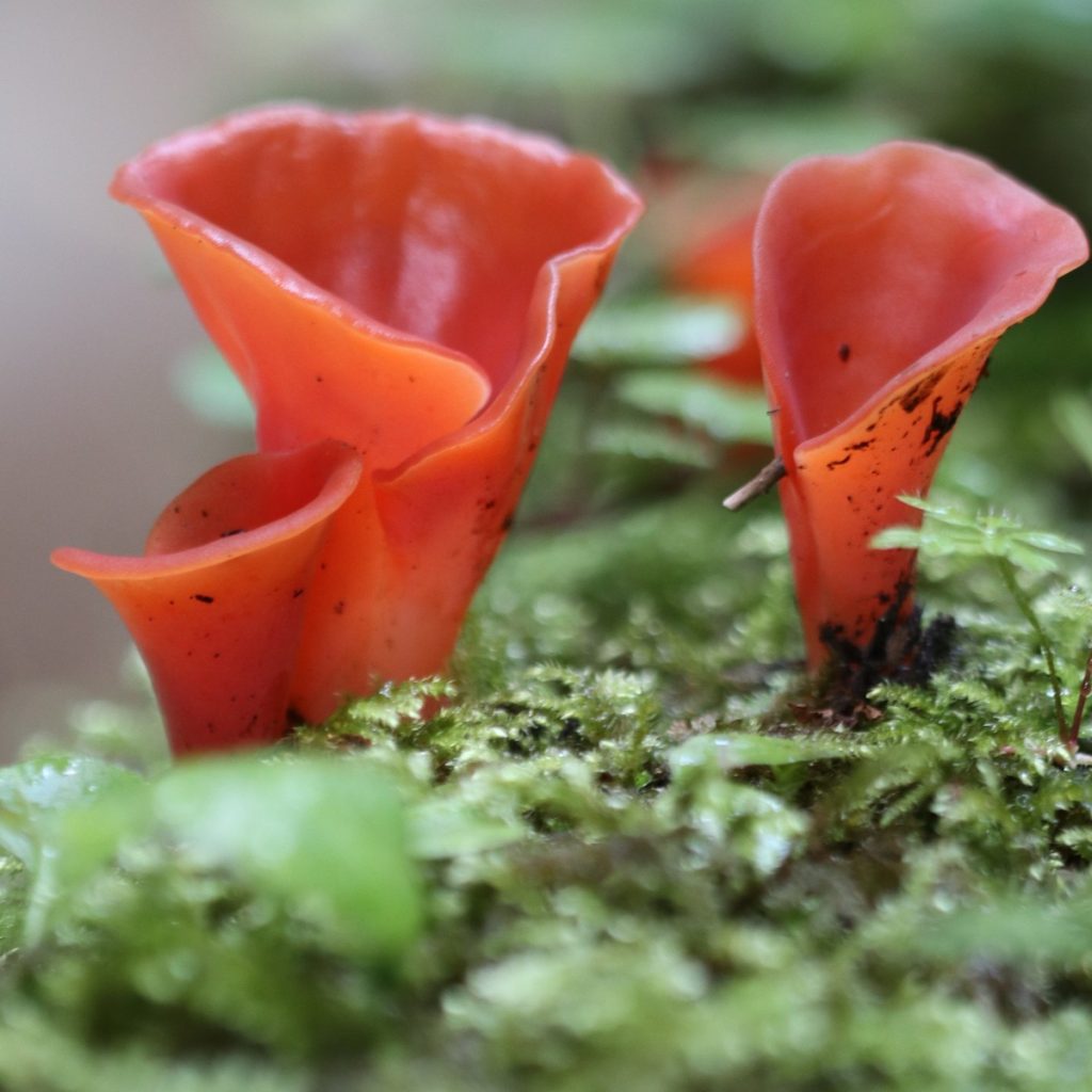 Reishi mushroom image for jogonglabs Ginseng Cleanser
