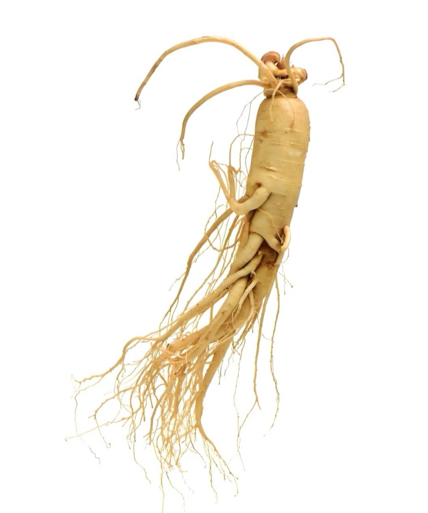 Ginseng root image for jogonglabs Ginseng Renewal Night Cream