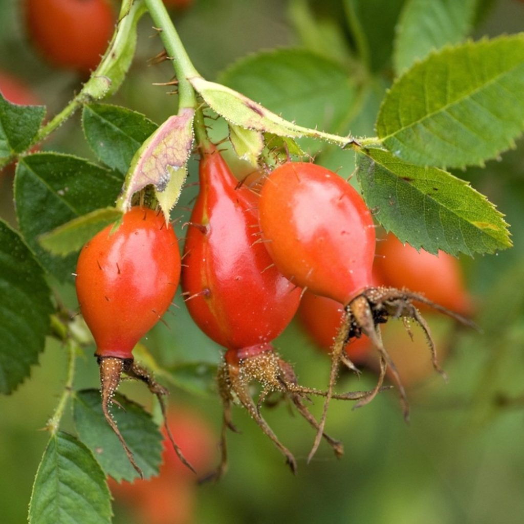 Rosa Canina Fruit Extract ingredient spotlight for jogonglabs Herbal Firming Face Cream