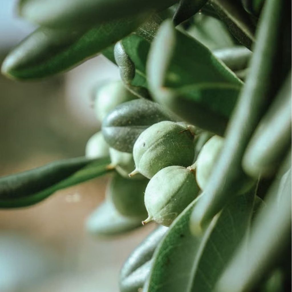Simmondsia Chinensis Seed Oil ingredient spotlight for jogonglabs Herbal Mud Mask
