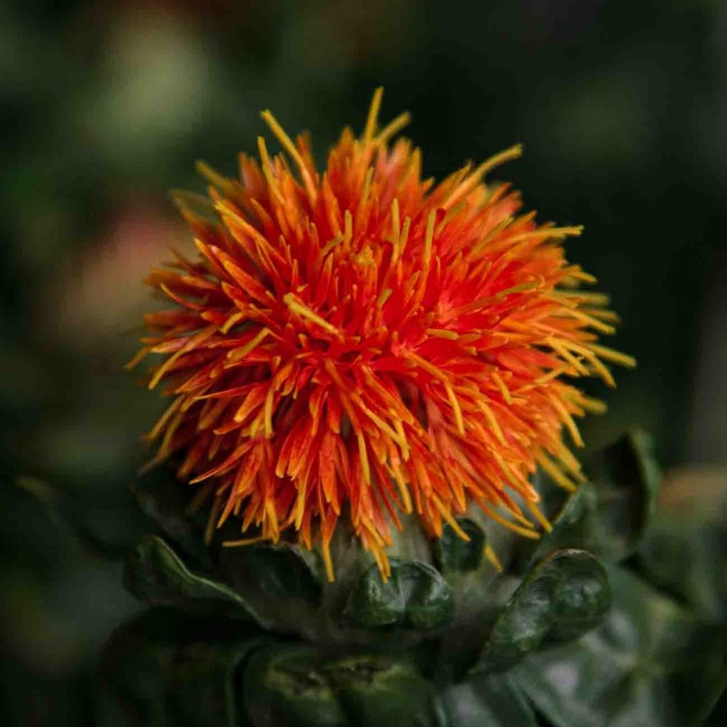 Carthamus Tinctorius Seed Oil ingredient spotlight for jogonglabs Herbal Recovery Sheet Mask