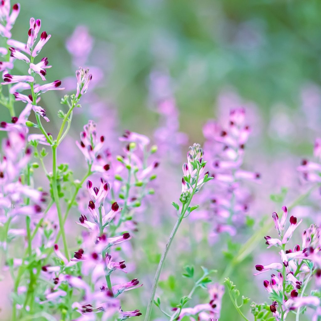 Scutellaria Baicalensis Root Extract ingredient spotlight for jogonglabs Hyaluronic Soothing Sheet Mask