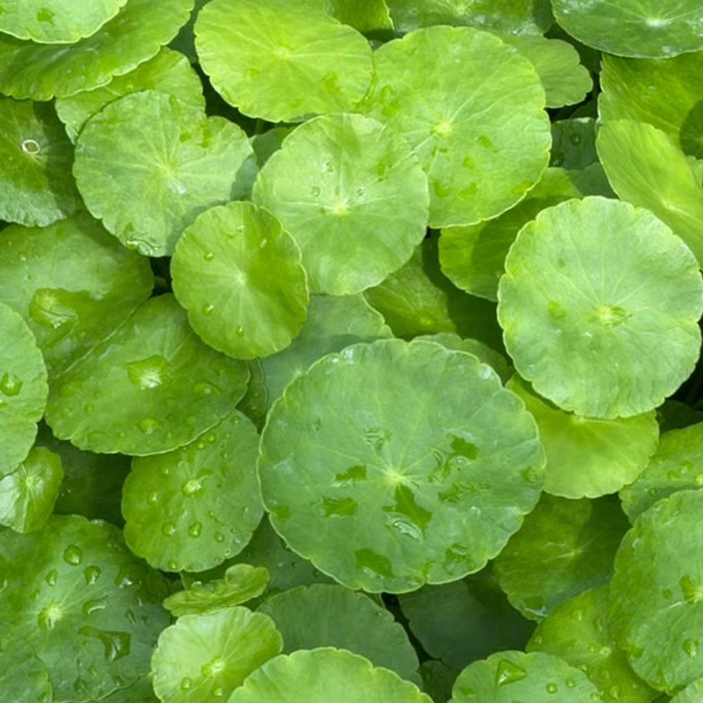 Centella Asiatica Extract ingredient spotlight for jogonglabs Oil-Control Gel Cream