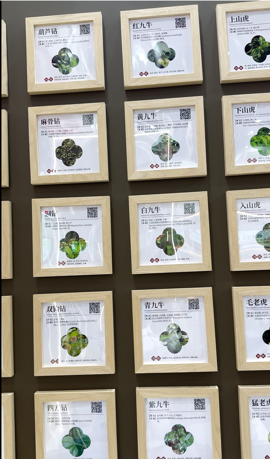 Wall of framed botanical herb specimens at the jogonglabs herbal skincare factory