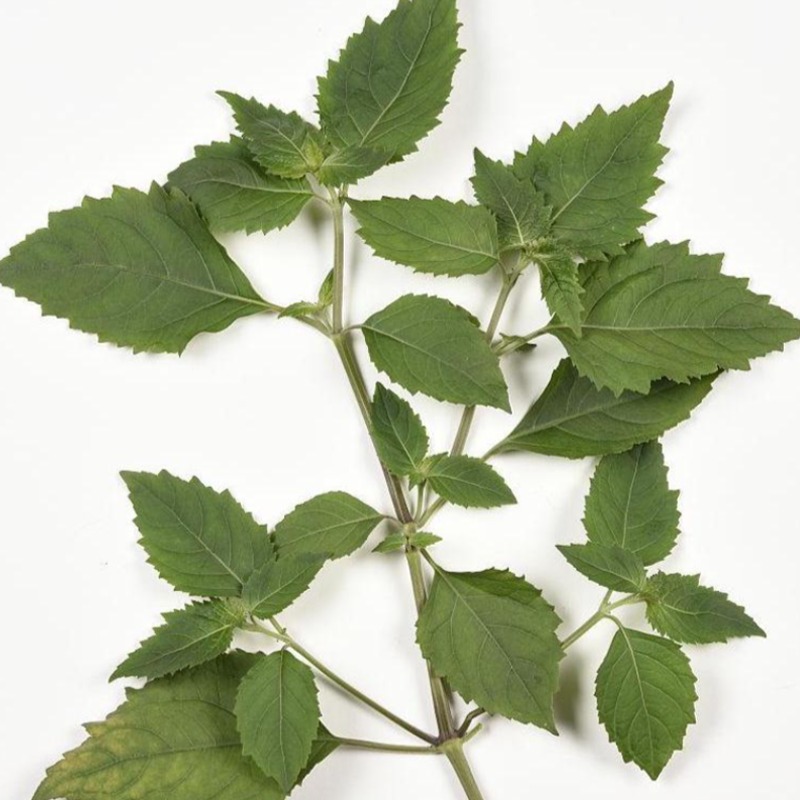 Patchouli image for jogonglabs Patchouli Repairing Face Oil
