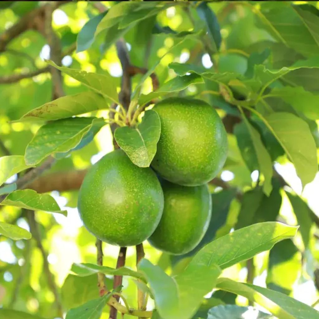 Butyrospermum Parkii Butter ingredient spotlight for jogonglabs Peptide Firming Balance Cream