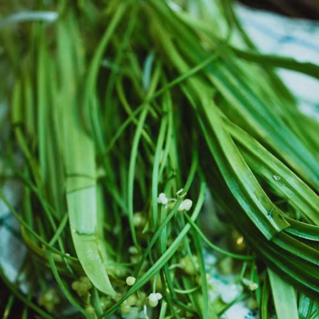 Chondrus Crispus Extract ingredient spotlight for jogonglabs Taiji Firming Toner & Lotion Set