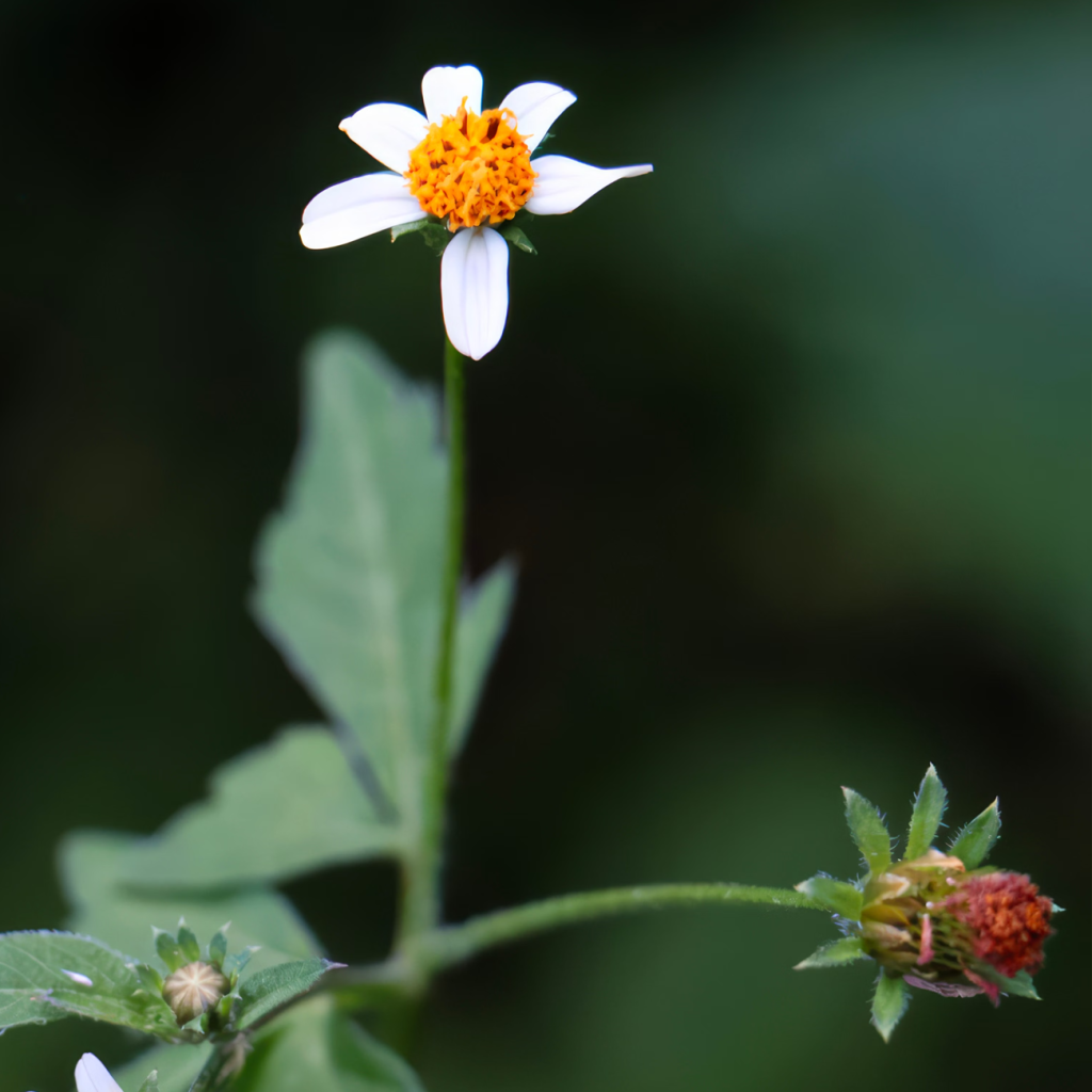 三叶鬼针草（BIDENS PILOSA）提取物
