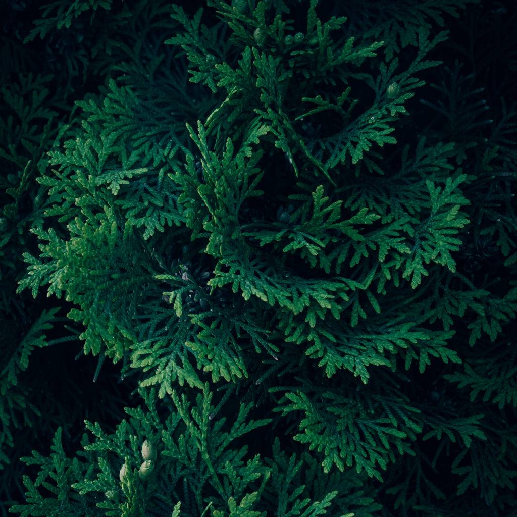 侧柏（BIOTA ORIENTALIS）叶提取物