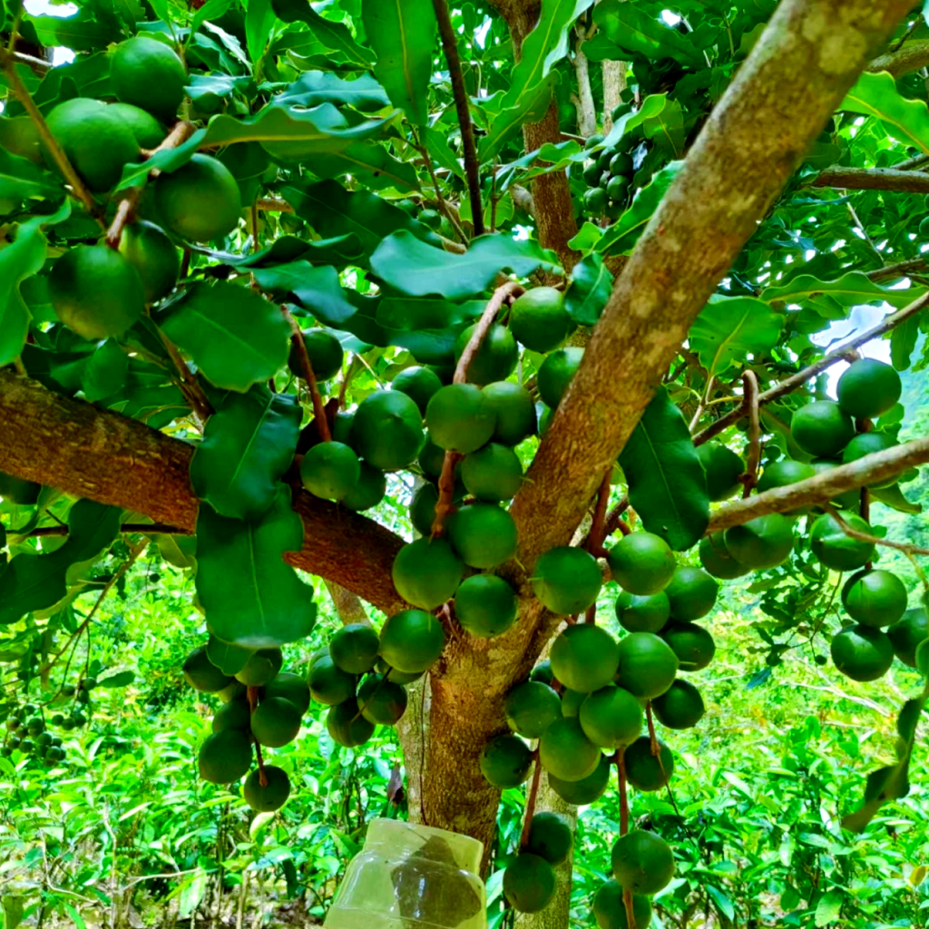 全缘叶澳洲坚果（MACADAMIA INTEGRIFOLIA）籽油