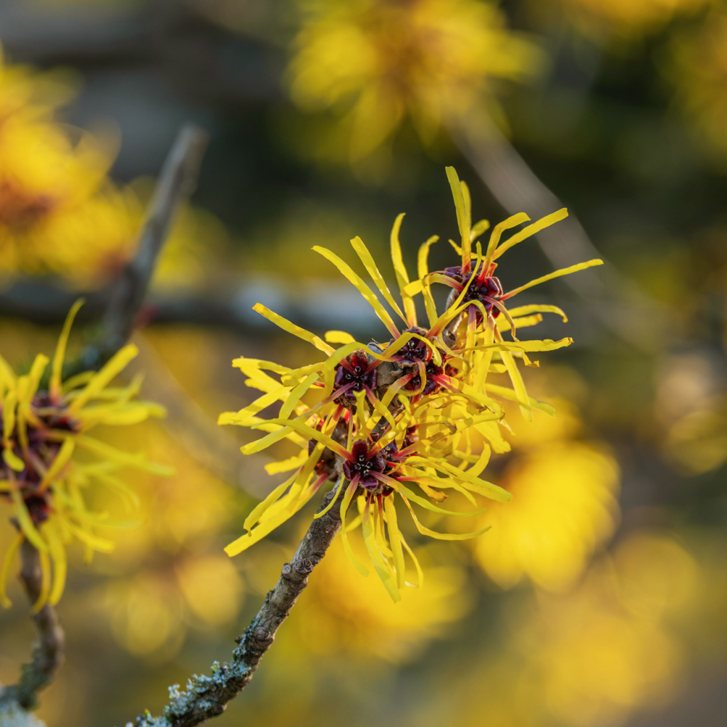 北美金缕梅（HAMAMELIS VIRGINIANA）水