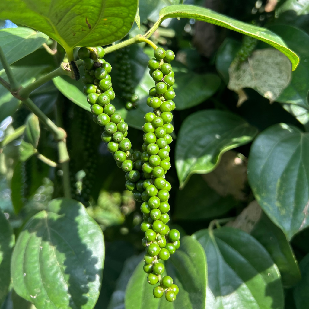 卡瓦胡椒（PIPER METHYSTICUM）