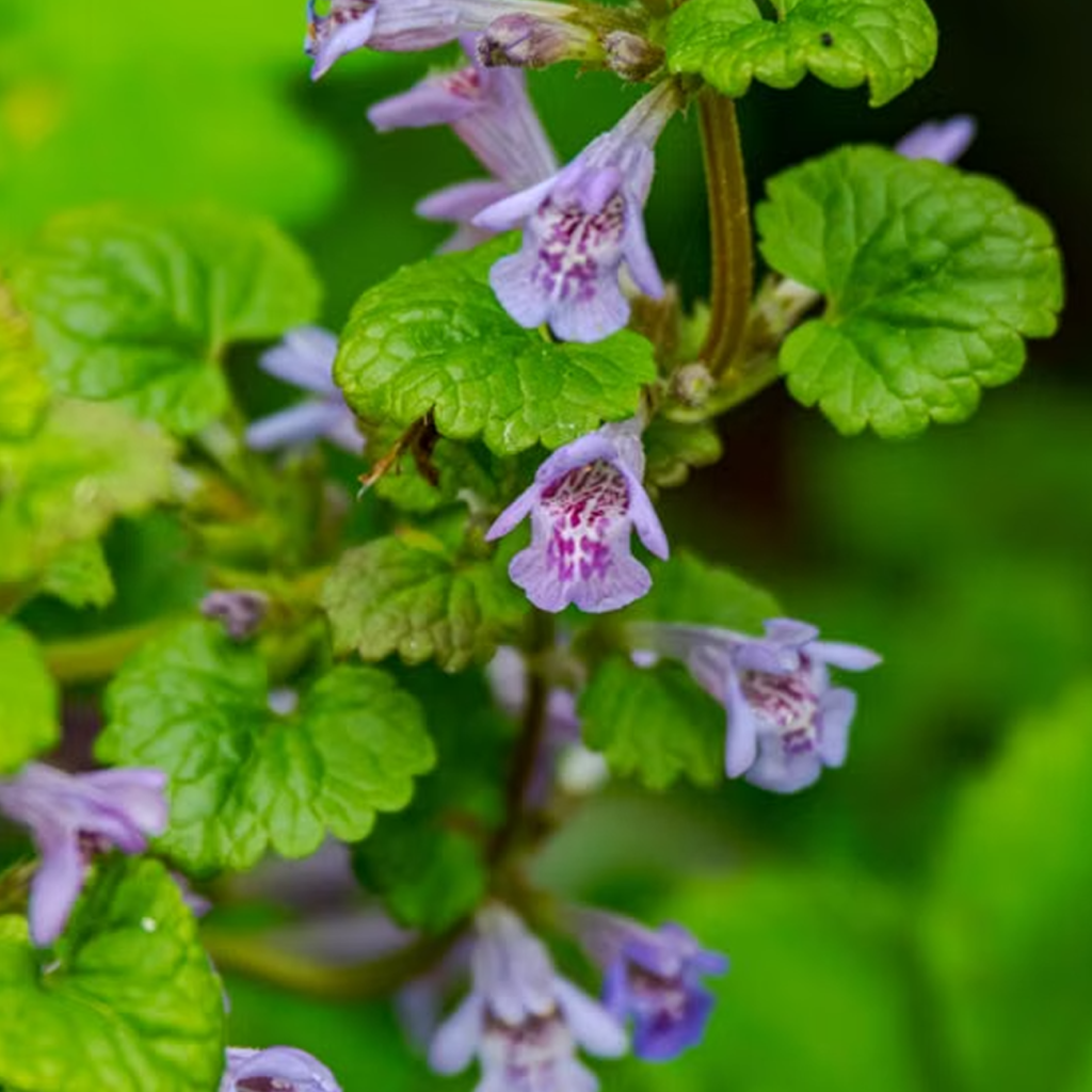 地黄（REHMANNIA GLUTINOSA）根提取物