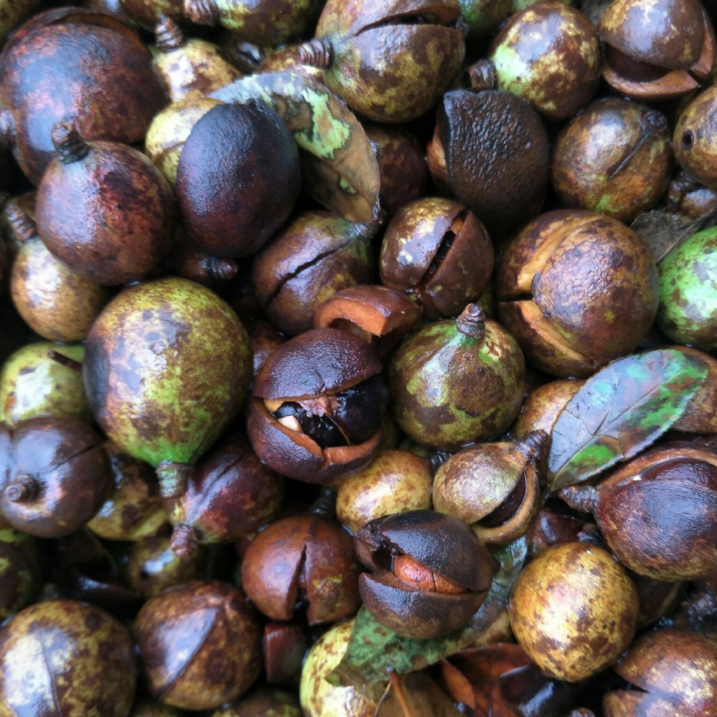 山茶（CAMELLIA JAPONICA）籽油