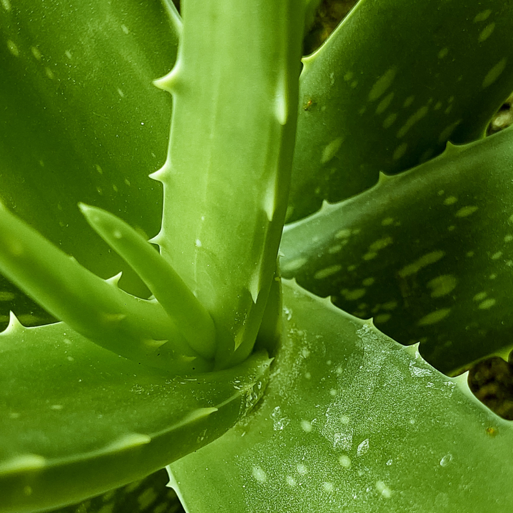 库拉索芦荟（ALOE BARBADENSIS）叶水