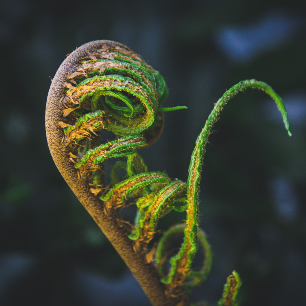 极大螺旋藻（SPIRULINA MAXIMA）提取物