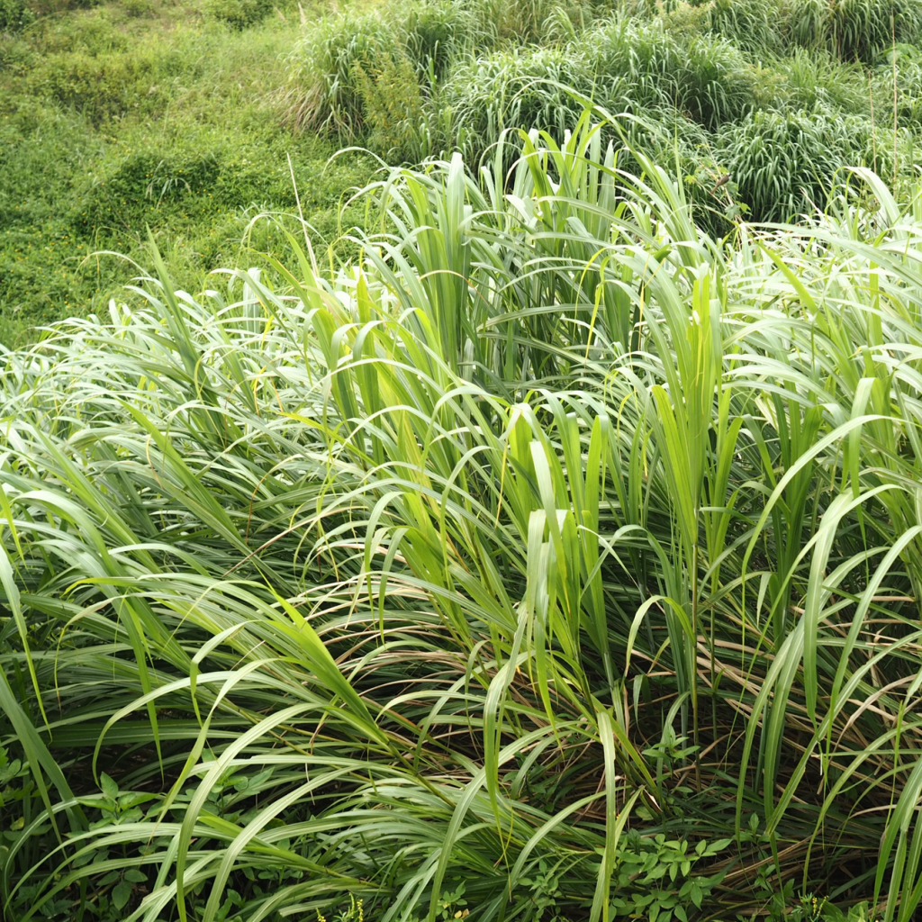 柠檬香茅（CYMBOPOGON CITRATUS）叶油