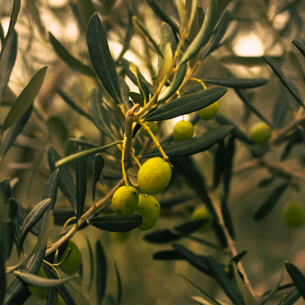 油橄榄（OLEA EUROPAEA）果油