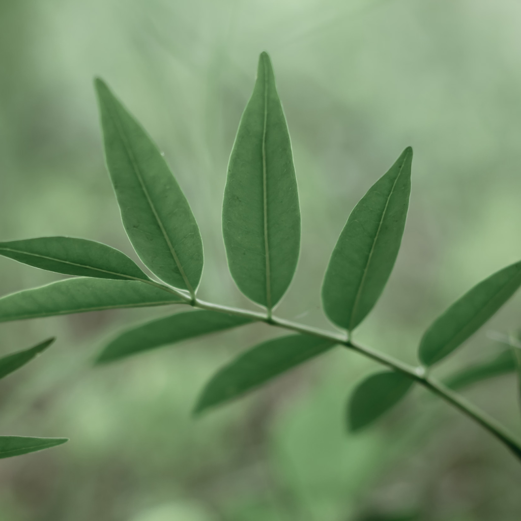 甘草（GLYCYRRHIZA URALENSIS）根提取物