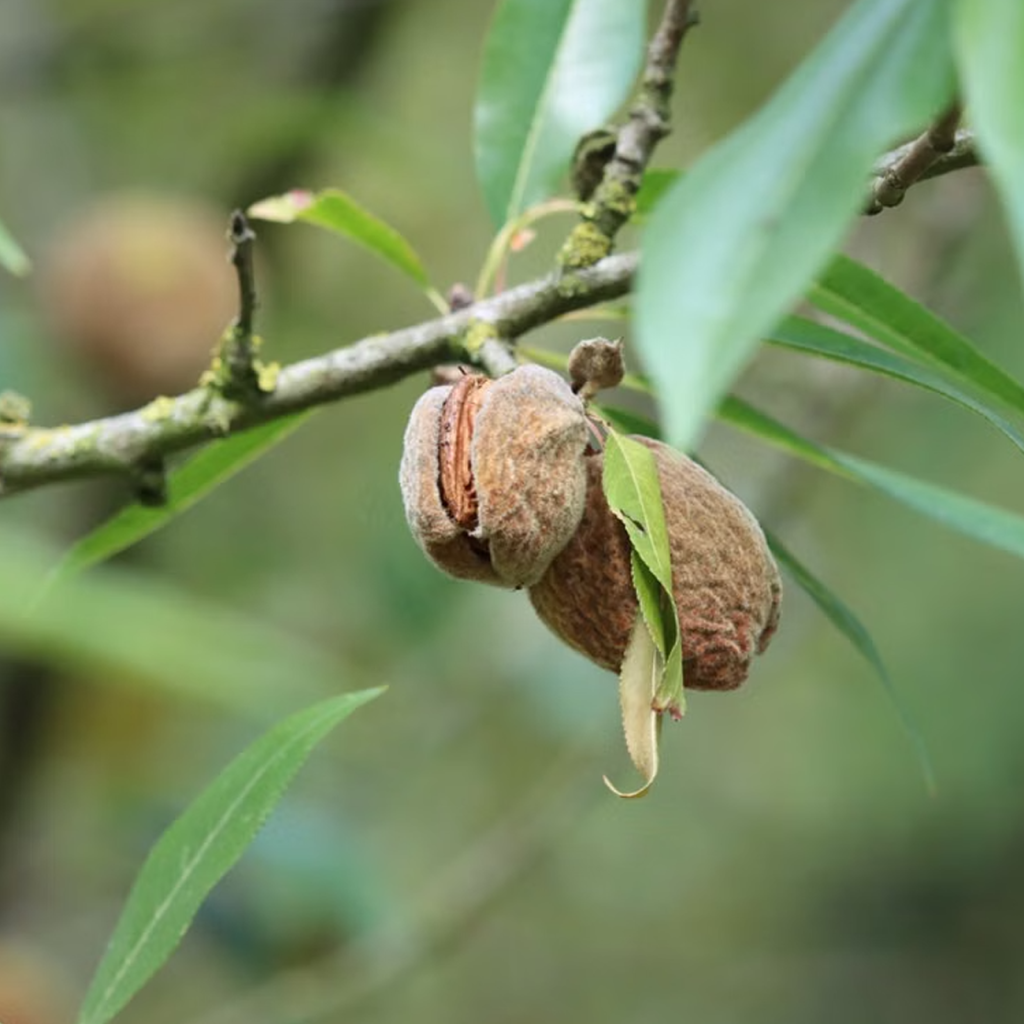 甜扁桃（PRUNUS AMYGDALUS DULCIS）油