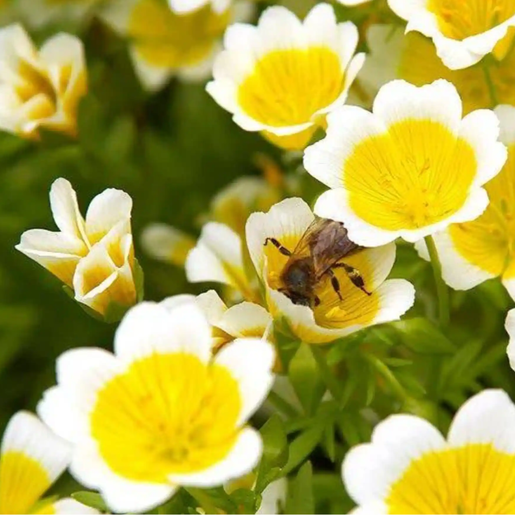 白池花（LIMNANTHES ALBA）籽油