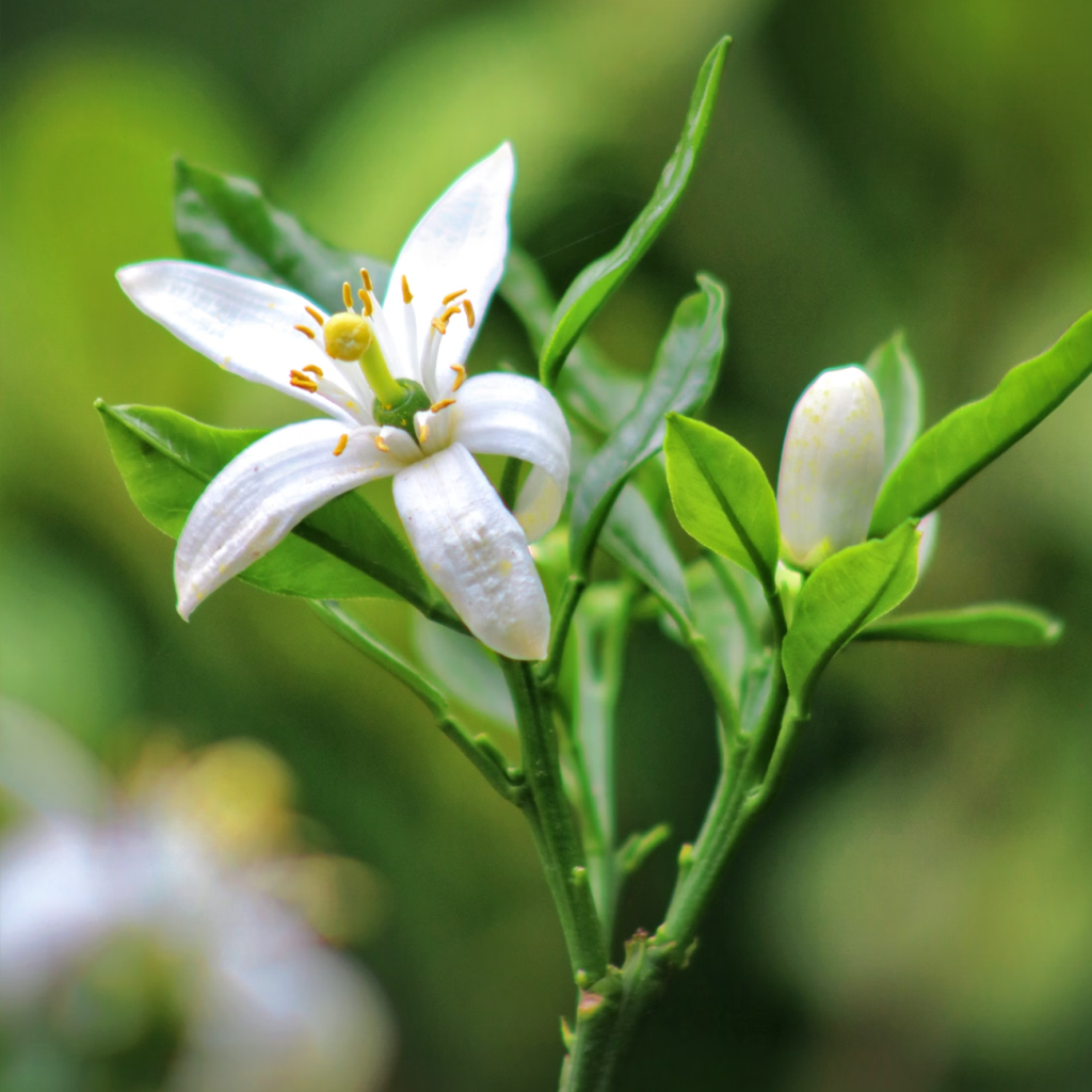 苦橙（CITRUS AURANTIUM AMARA）花油