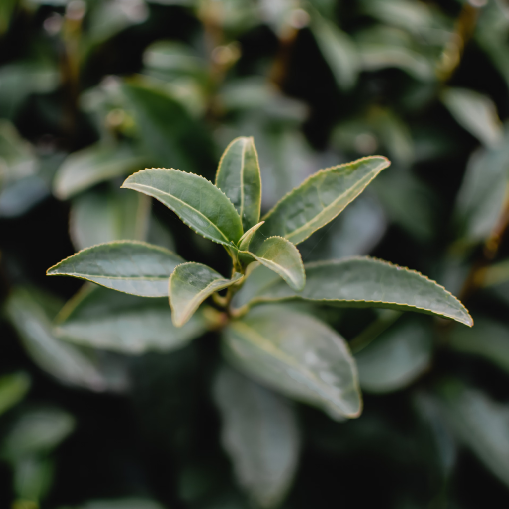 茶（CAMELLIA SINENSIS）叶粉
