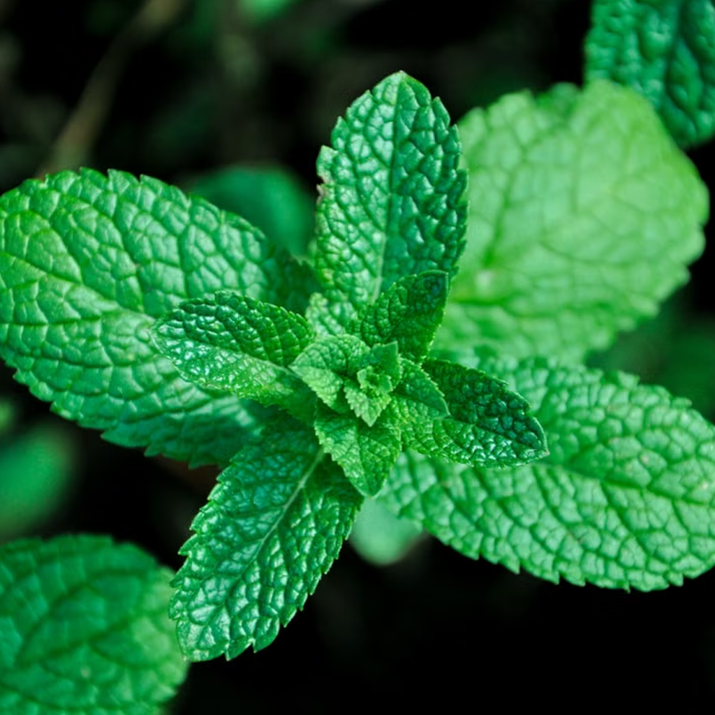 薄荷（MENTHA PIPERITA）叶提取物
