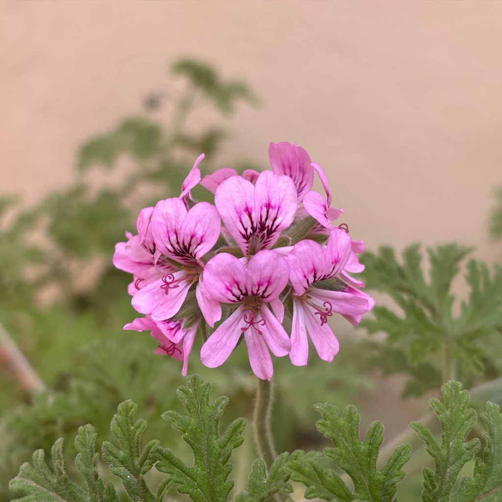 香叶天竺葵（PELARGONIUM GRAVEOLENS）油