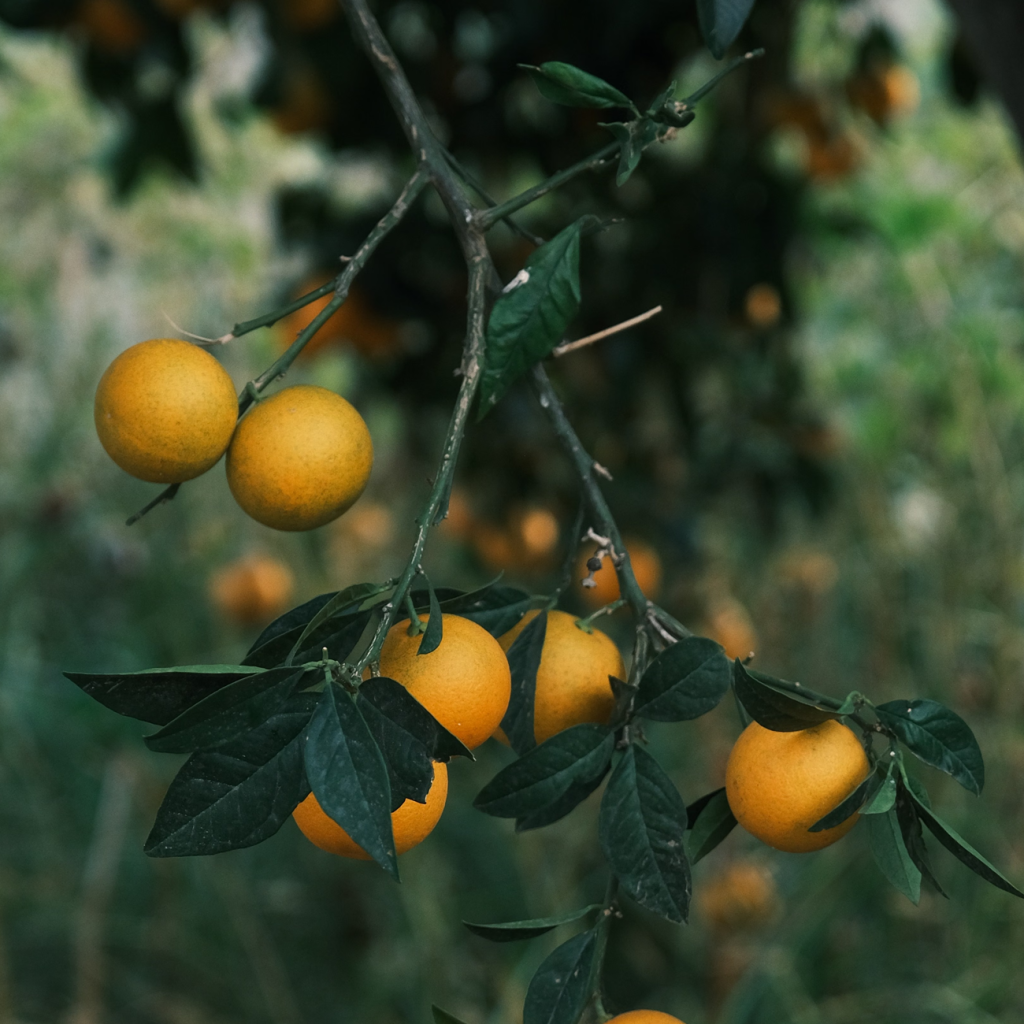 香橙（CITRUS JUNOS）果提取物
