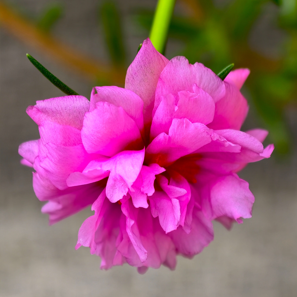 马齿苋（PORTULACA OLERACEA）提取物